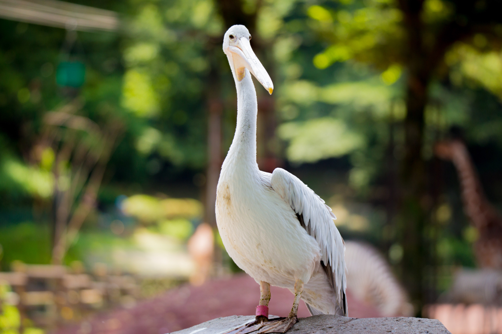 ペリカン