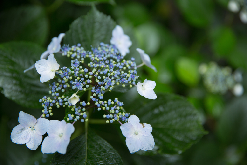 花火