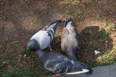 大通公園のハト