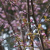 花3