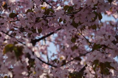 大通公園の花！