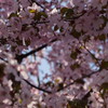 大通公園の花！