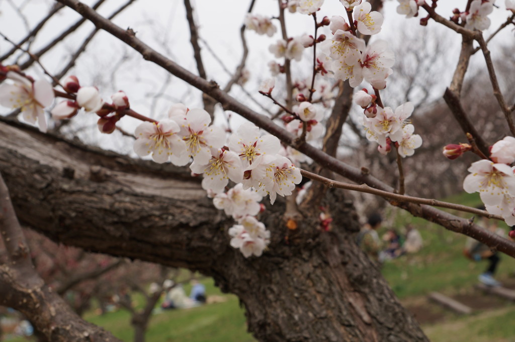 平岡公園梅林の梅(白)