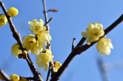 NAO_8647