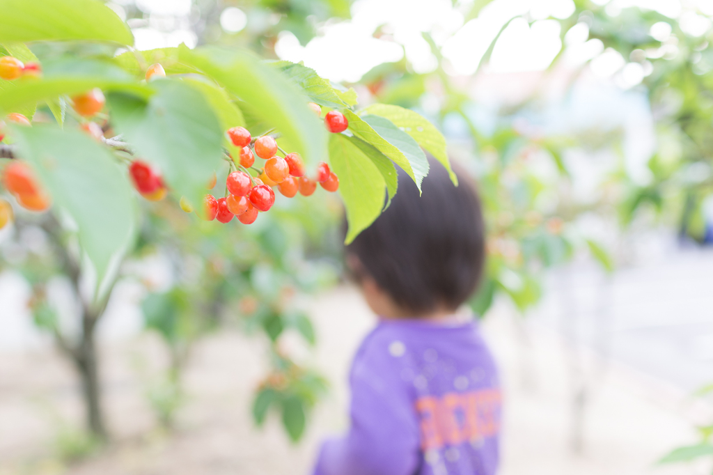 Cherry