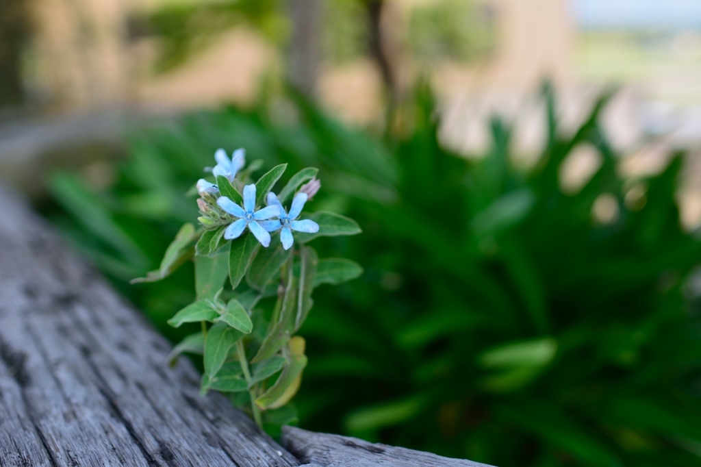 light blue