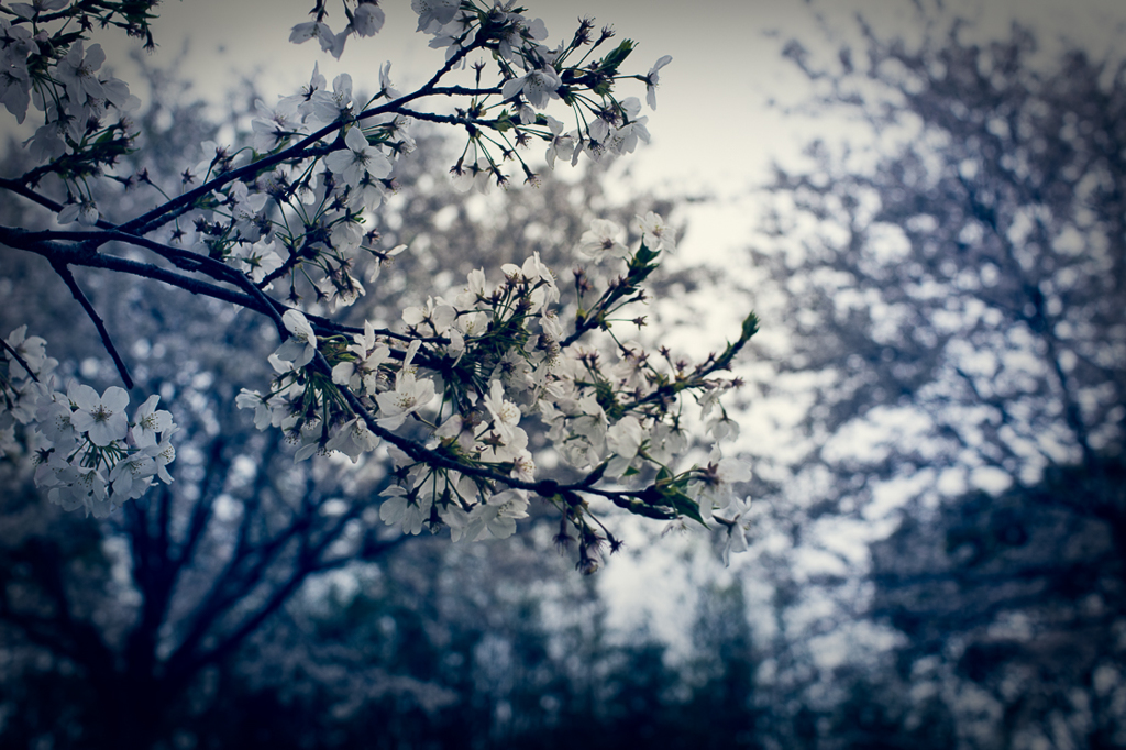 桜