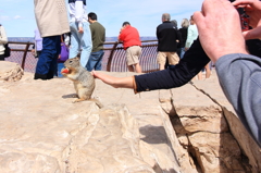 Grand Canyon 5