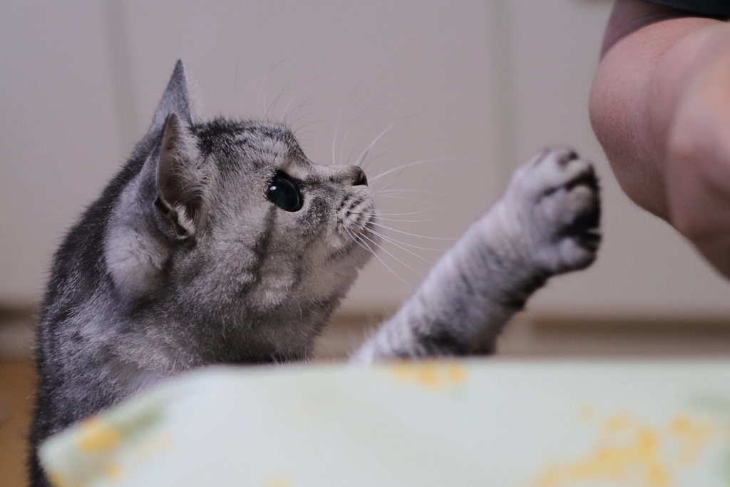 ちょいと