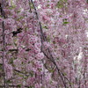 IMG_0665