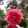 IMG_0247