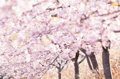 煌きの桜