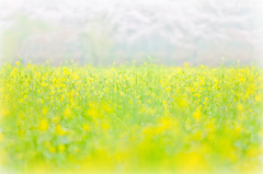 yellow spring