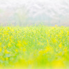 yellow spring