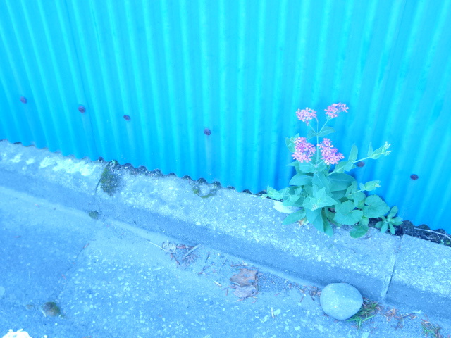 アンドロメダ
