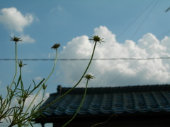 まつむしそう