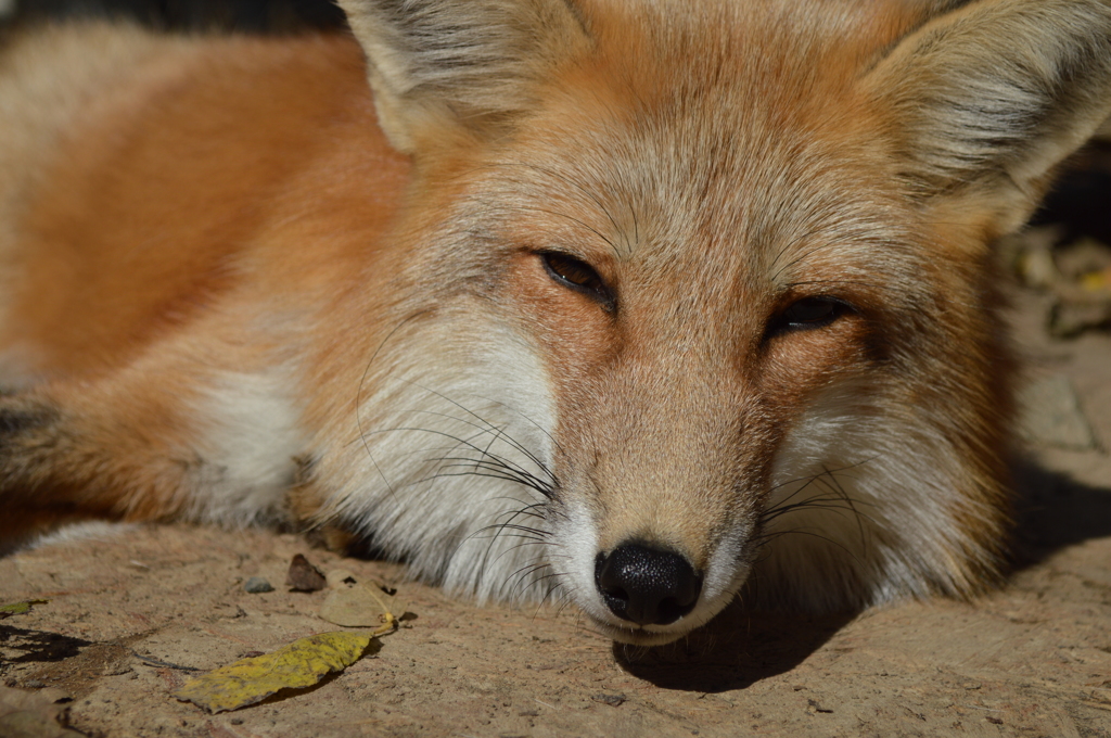 キタキツネ