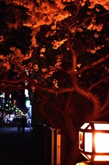 夜桜