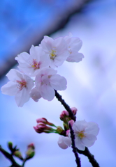 桜 ２分咲き...