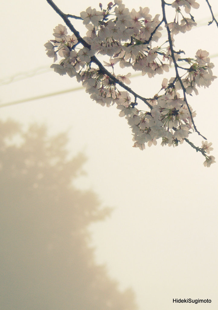 霧中の桜