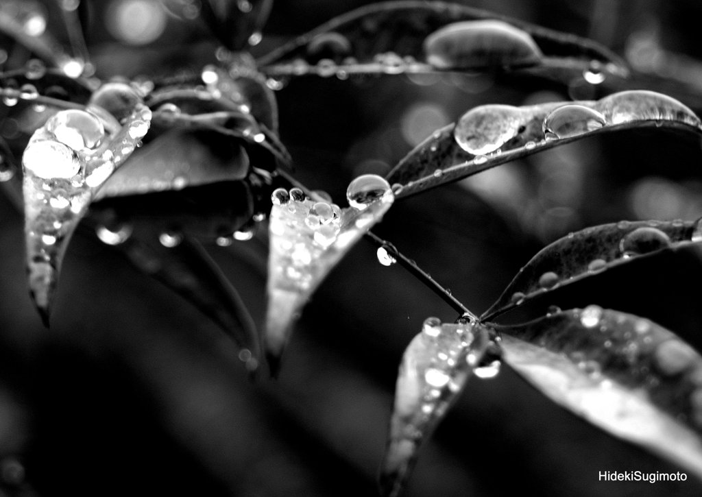 Raindrops On The Leaf