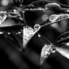 Raindrops On The Leaf