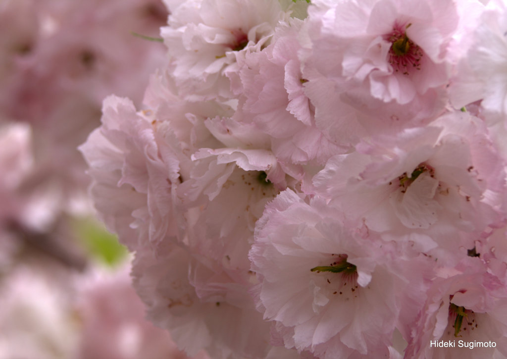 遠山桜