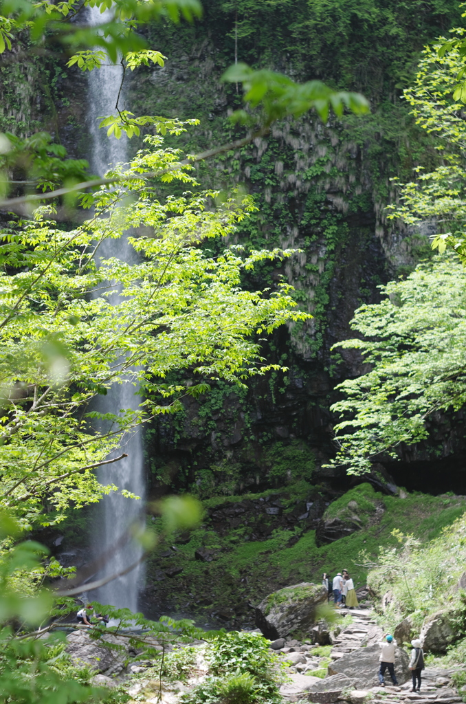 新緑の阿弥陀ヶ滝