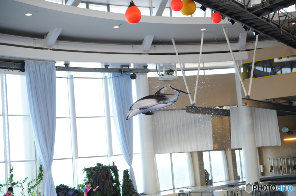イルカ　ショー