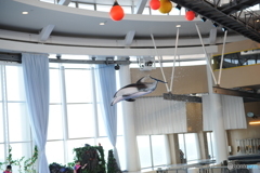 イルカ　ショー