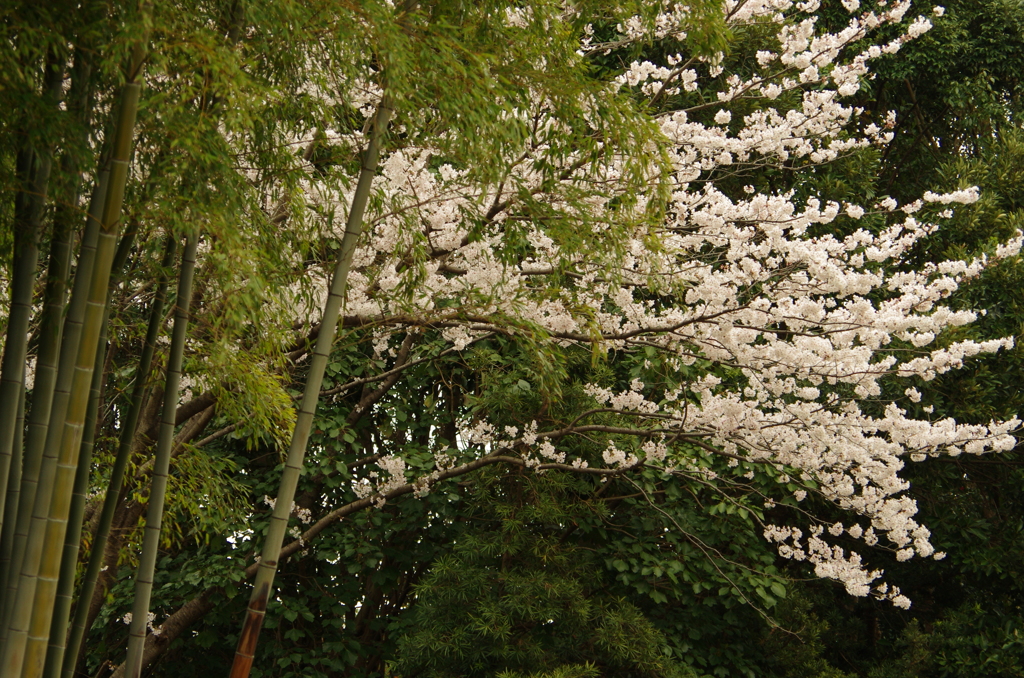 桜と竹　和の調和