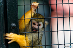 近所の小動物園にて