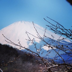 梅の蕾と富士の山