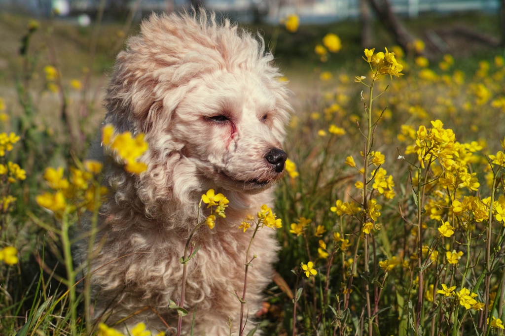 Sniff the scent of rape blossoms