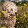 Sniff the scent of rape blossoms