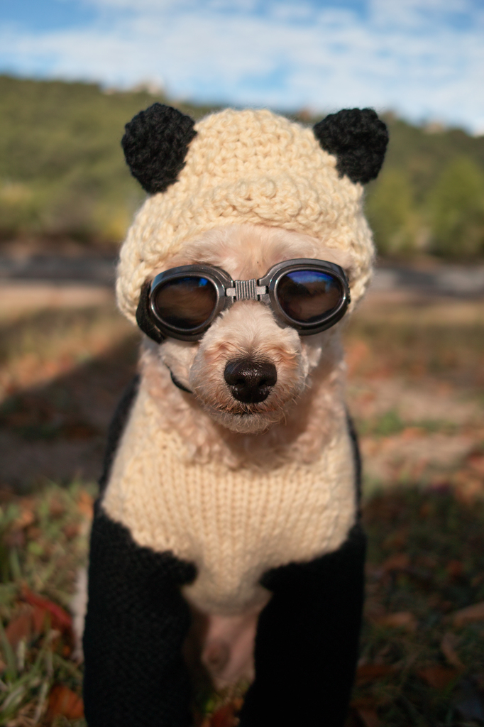 a panda dog is watching me