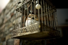 Owl in the basket