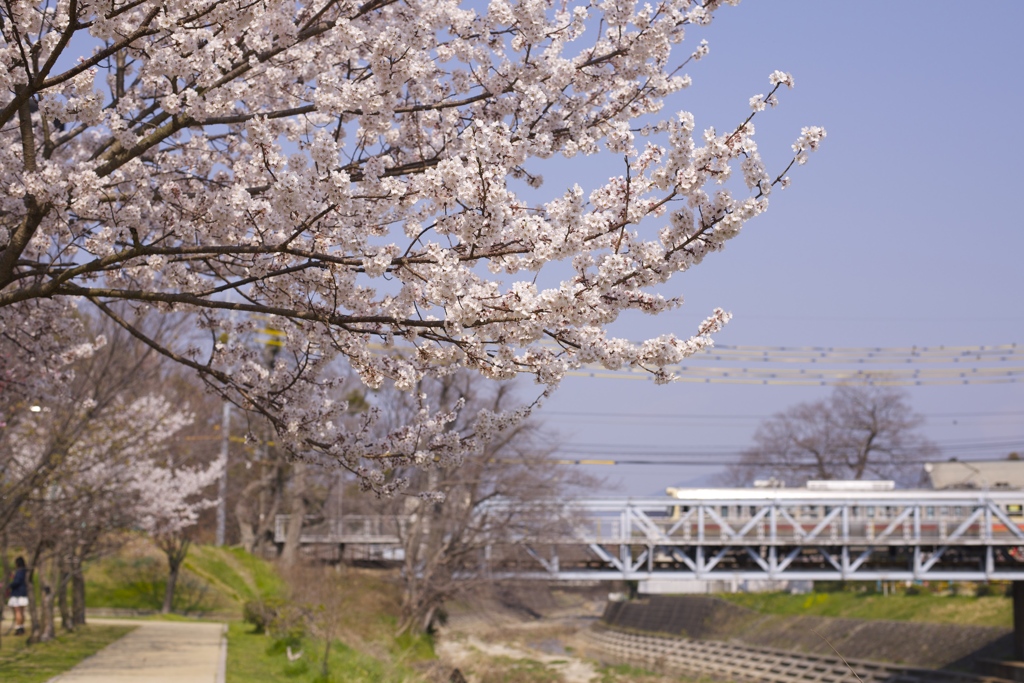 桜と現役最古のトラス式橋梁