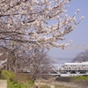 桜と現役最古のトラス式橋梁