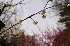 Plum bloomed...spring has come