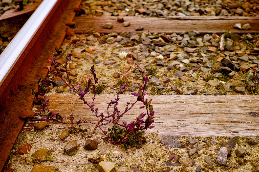 A brave plant/梅津寺駅