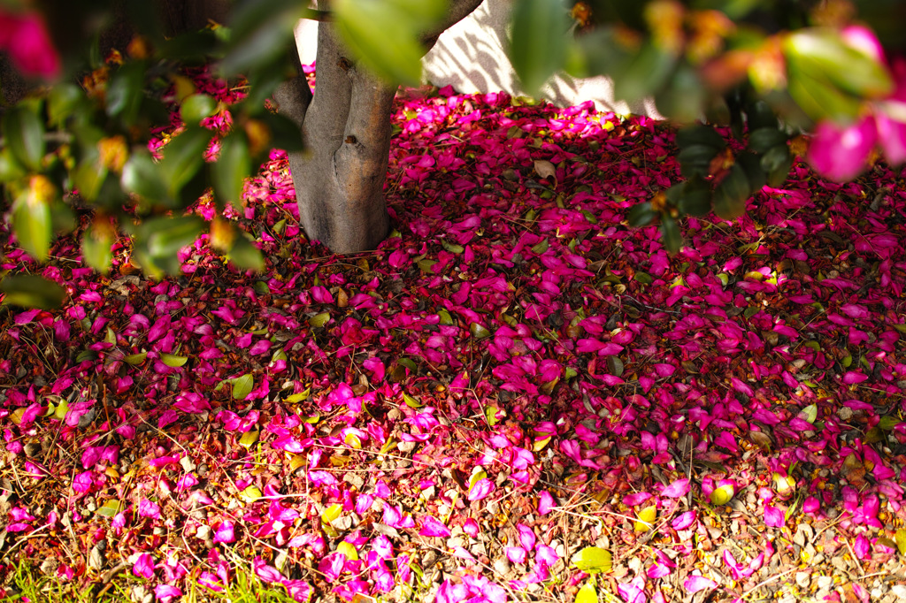 Camellia flowers were scattered