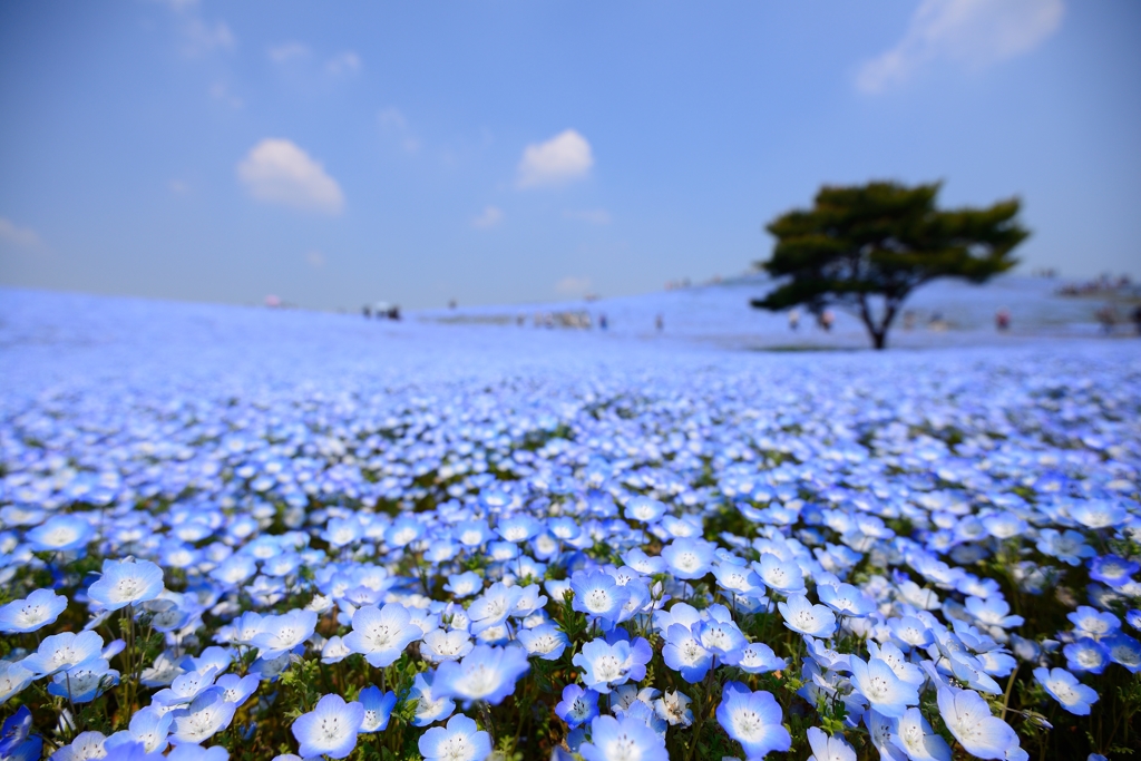 瑠璃唐草