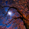 月光樹