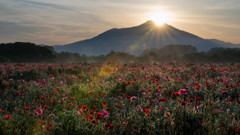 花園の朝