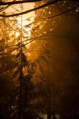 杉林に差し込む終冬の夕日