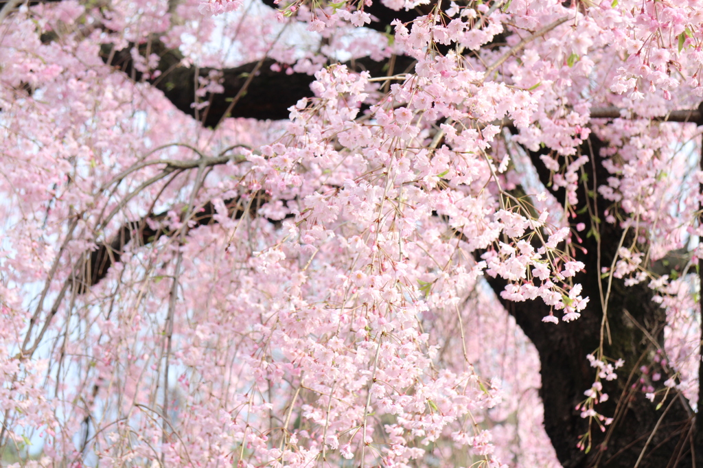 しだれ桜