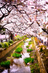 "Spring promenade"