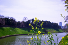 Spring of Tokyo