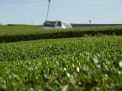 茶葉に埋もれる軽トラック